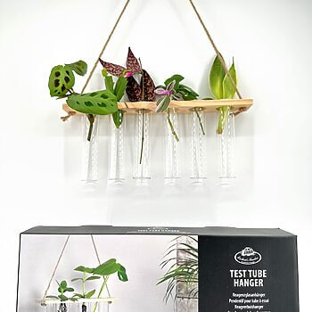 Rustic test tube plant holder display with assorted vibrant indoor plants.