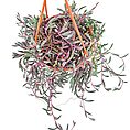 Hanging plant with variegated foliage in an orange macramé holder against a white background.