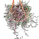 Senecio Herreianus Purple Flush Succulent