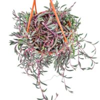 Hanging plant with variegated foliage in an orange macramé holder against a white background.