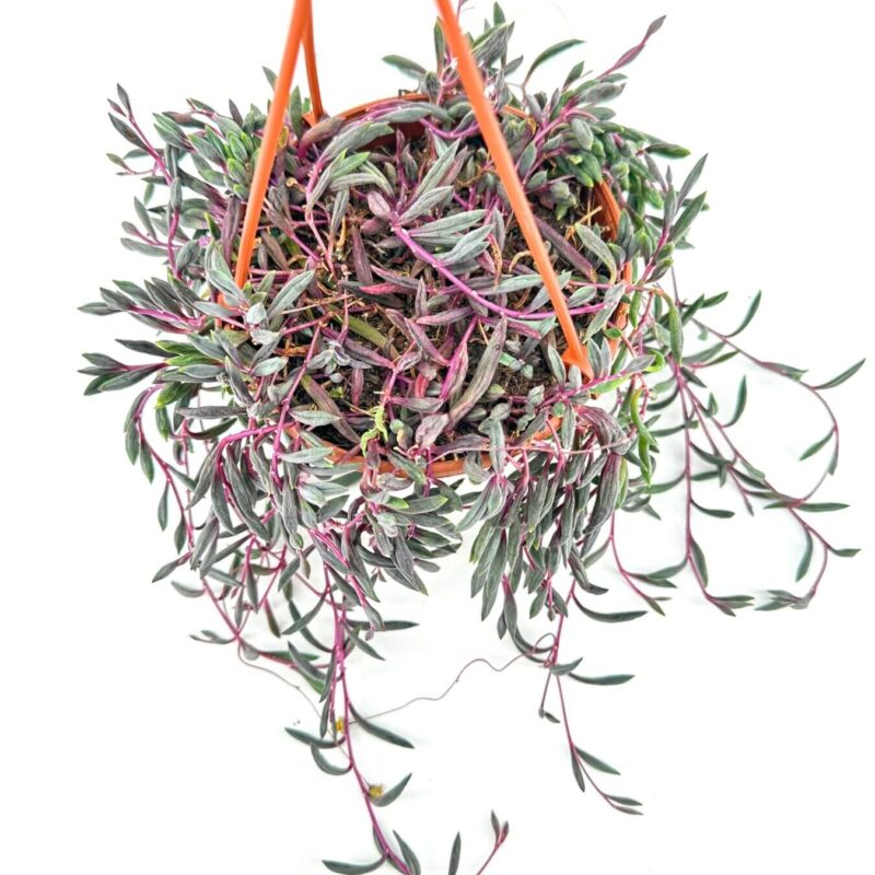 Hanging plant with variegated foliage in an orange macramé holder against a white background.