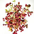 Vibrant burgundy and green oxalis plant with heart-shaped leaves on a white background.