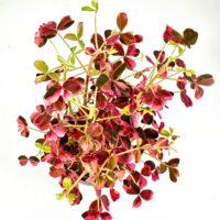 Vibrant burgundy and green oxalis plant with heart-shaped leaves on a white background.
