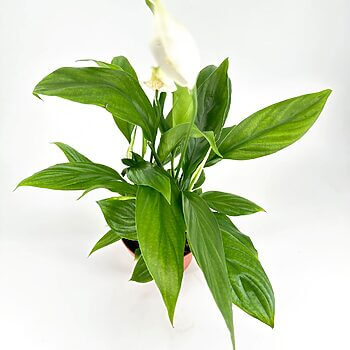 Lush green Spathiphyllum with glossy leaves and a prominent white flower in a simple pot.