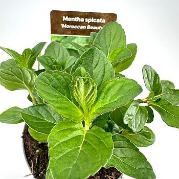 Spearmint Mentha Spicata Moroccan Beaut with glossy leaves in a black pot.