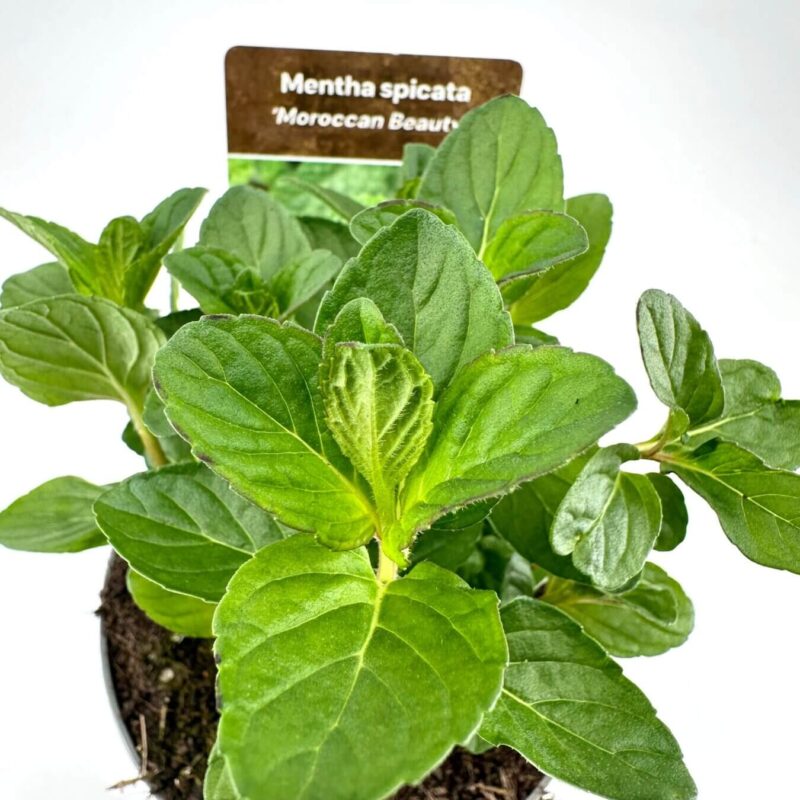 Vibrant Spearmint Plant in Black Pot Spearmint Mentha Spicata Moroccan Beaut with glossy leaves in a black pot.
