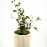 Classic Glazed Planter Sand Colour 6cm