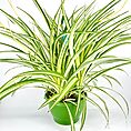 Vibrant spider plant in a green pot with striking striped leaves against a white background.