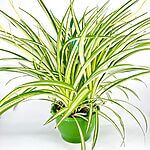 Chlorophytum Comosum Variegated Spider Plant