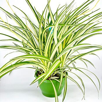Vibrant spider plant in a green pot with striking striped leaves against a white background.