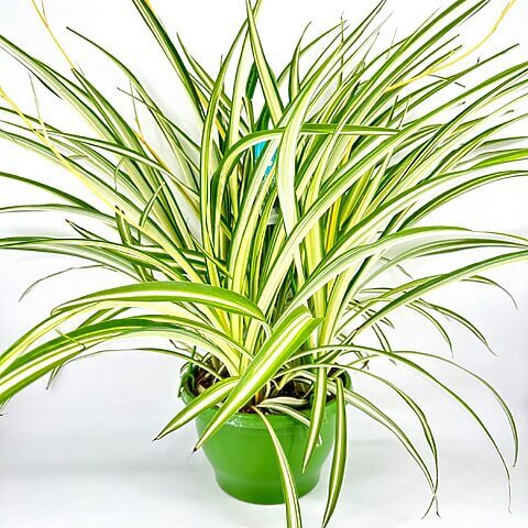 Vibrant spider plant in a green pot with striking striped leaves against a white background.