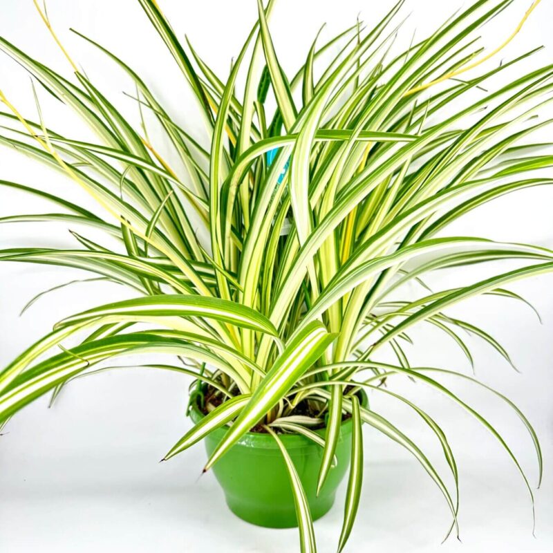 Vibrant spider plant in a green pot with striking striped leaves against a white background.