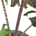 Close-up of vibrant plant with spotted stems, varied leaves, and dark soil background.