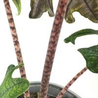 Close-up of vibrant plant with spotted stems, varied leaves, and dark soil background.