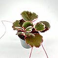 Vibrant green plant with pink-edged leaves in a grey pot for indoor decor.