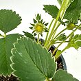 Strawberry plant with flower and green leaves, highlighting growth and potential fruit production.