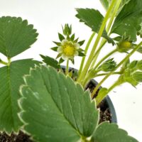 Strawberry plant with flower and green leaves, highlighting growth and potential fruit production.