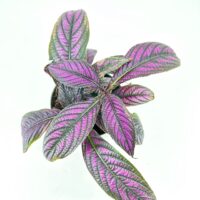 Colourful potted plant with purple-green leaves set against a white background.