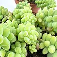 Vibrant succulent plants in terracotta pots, showcasing diverse shapes and lush green hues.