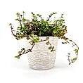 Indoor succulent plant in textured beige pot against a white background.
