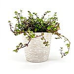 Textured Concrete Planter