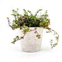 Indoor succulent plant in textured beige pot against a white background.