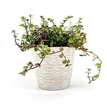 Indoor succulent plant in textured beige pot against a white background.