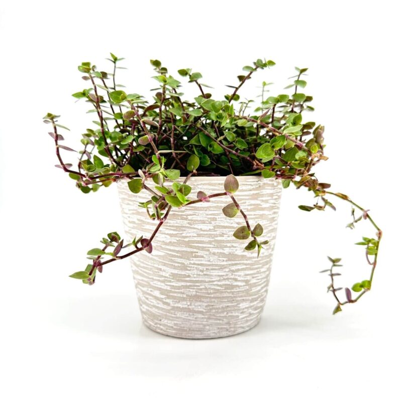 Indoor succulent plant in textured beige pot against a white background.