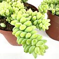 Vibrant potted succulents with cascading teardrop leaves in terra cotta pots against white background.