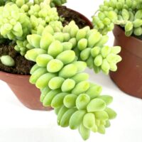 Vibrant potted succulents with cascading teardrop leaves in terra cotta pots against white background.