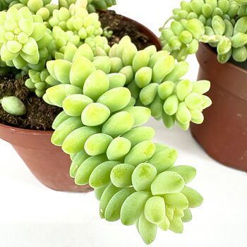Vibrant potted succulents with cascading teardrop leaves in terra cotta pots against white background.