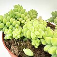 Vibrant succulent arrangement in terracotta pot, showcasing diverse green foliage and soil contrast.