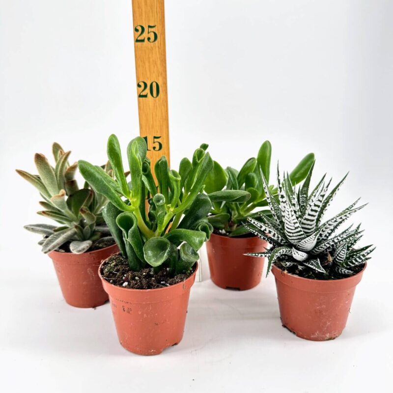 Charming Succulents in Terracotta Pots with Ruler Small terracotta pots with diverse succulents against a white background, featuring a ruler.