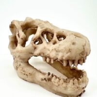 Dinosaur skull sculpture, detailed T. rex ceramic art with fossil finish.