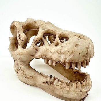 Dinosaur skull sculpture, detailed T. rex ceramic art with fossil finish.