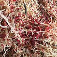 Close-up of tangled plant material: intricate strands, rich textures, diverse colours, organic complexity.
