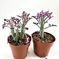 Potted purple-flowered plants with terracotta pots against a white background.