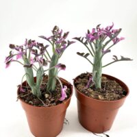 Potted purple-flowered plants with terracotta pots against a white background.