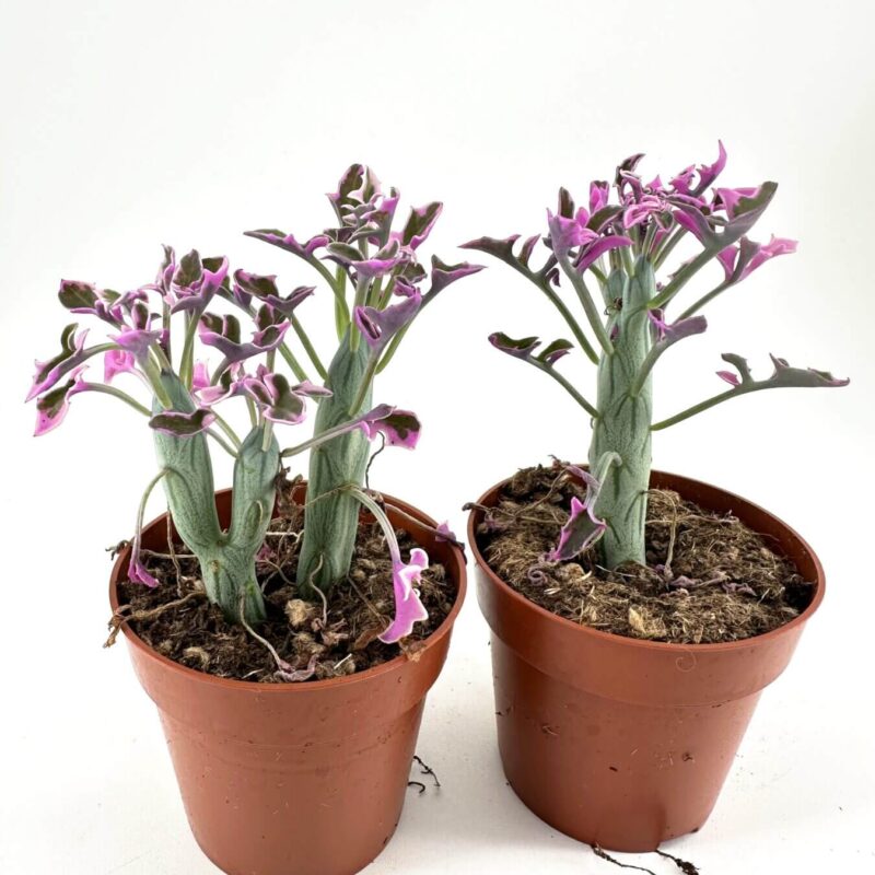 Elegant Terracotta Pots with Purple Blossoms Potted purple-flowered plants with terracotta pots against a white background.