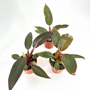 Three small terracotta potted plants with dark green glossy leaves on a white background.