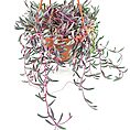 Hanging plant with cascading stems in a terracotta pot, featuring green and purple leaves.