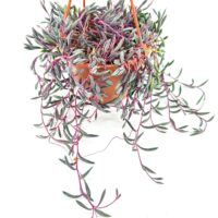 Hanging plant with cascading stems in a terracotta pot, featuring green and purple leaves.
