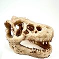 Fossilized theropod dinosaur skull with robust features and pointed teeth on display.