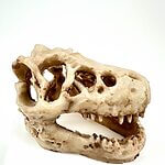 Dinosaur Skull Decoration