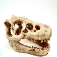 Fossilized theropod dinosaur skull with robust features and pointed teeth on display.