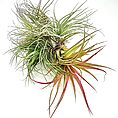 Vibrant air plant display with green, silvery and red leaves on a white background.