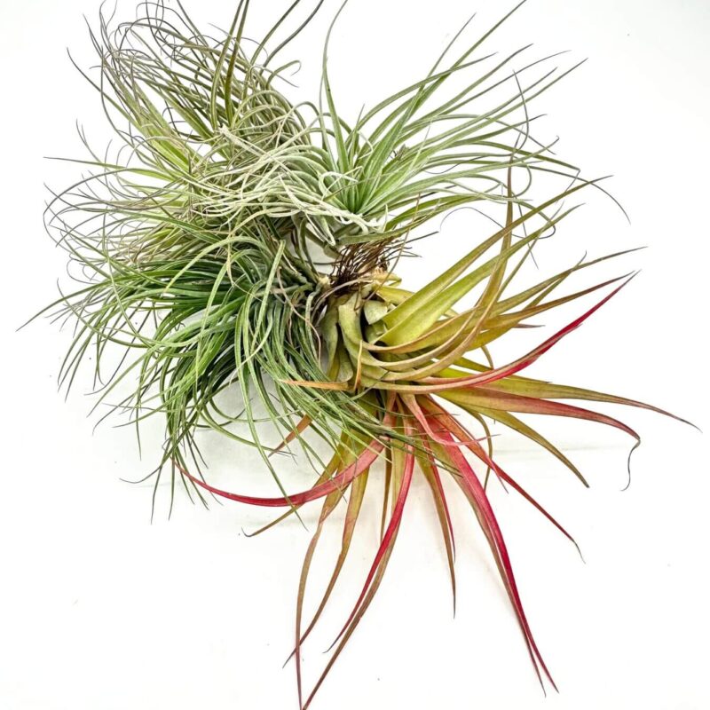 Dynamic Air Plant Display: Vibrant Green and Silvery Hues Vibrant air plant display with green, silvery and red leaves on a white background.