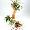 Wooden figure with vibrant Tillandsia air plants creating an artistic indoor greenery display.