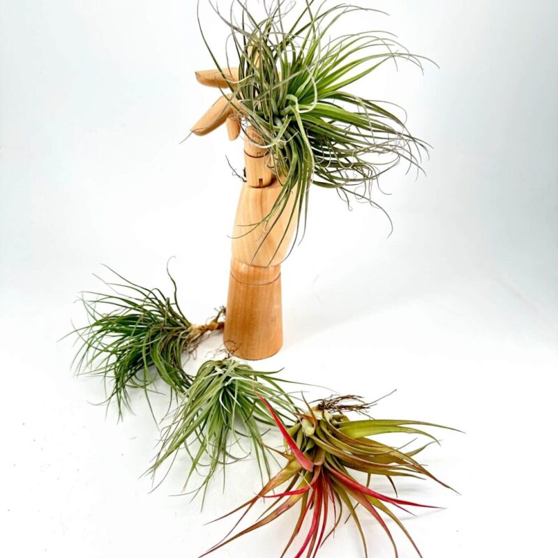 Air Plant Artistry: Nature Meets Sculpture Wooden figure with vibrant Tillandsia air plants creating an artistic indoor greenery display.