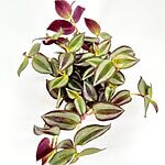 Tradescantia zebrina Violet Hill Inch Plant